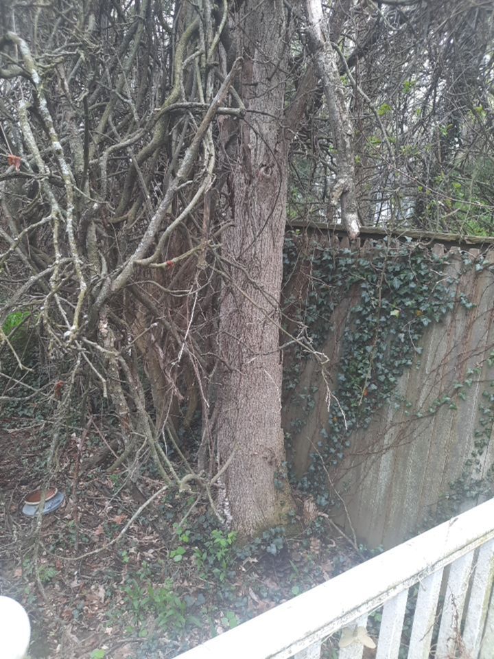 Tree Removal using Tree Removal by Mike Jones & Sons Tree Service LLC 