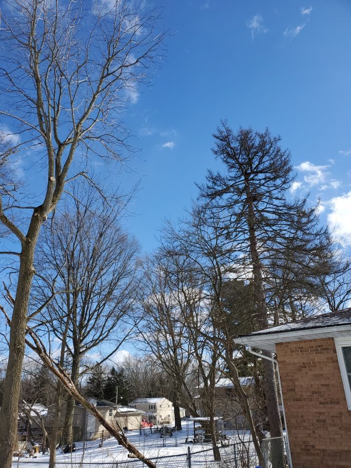 Tree Trimming using Tree Pruing by Mike Jones & Sons Tree Service LLC 