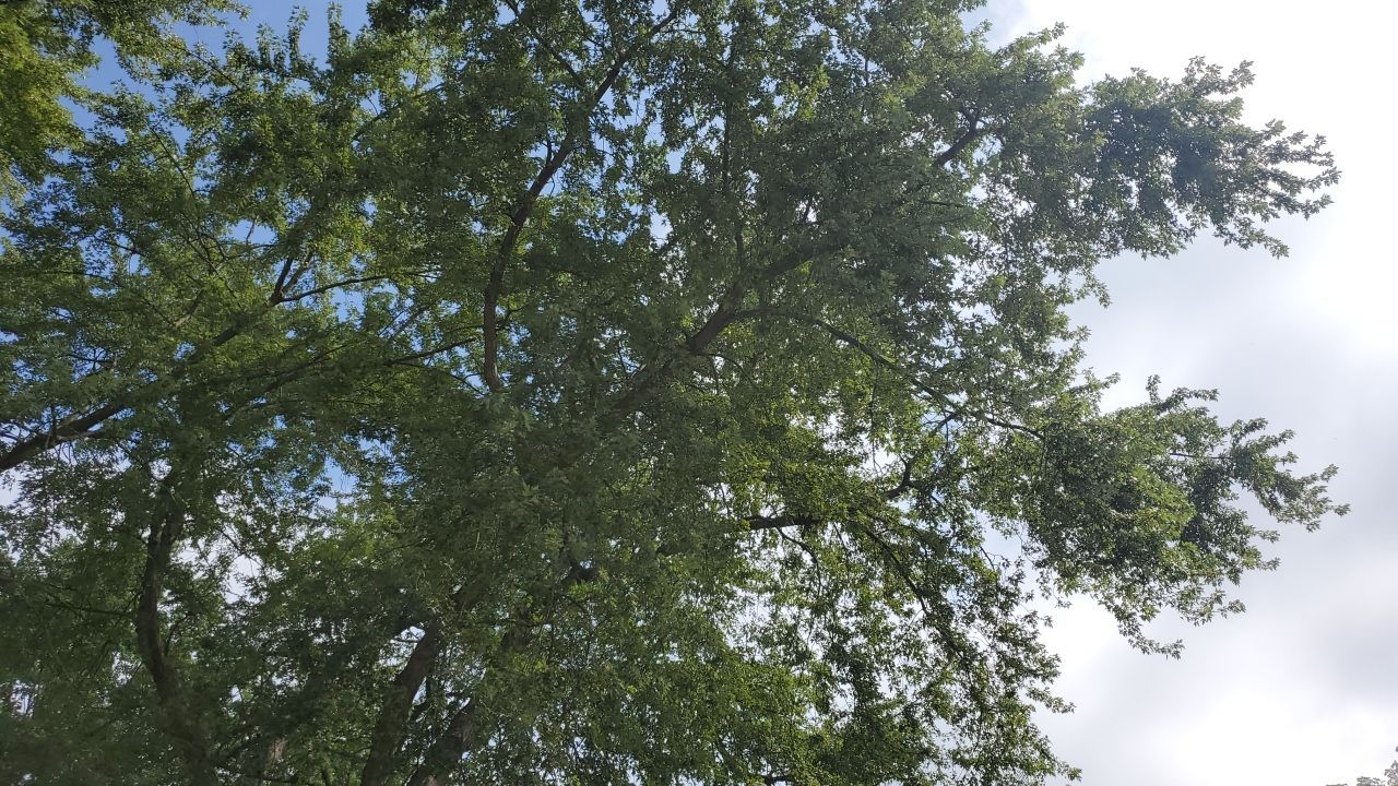 Tree Removal by Mike Jones & Sons Tree Service LLC 