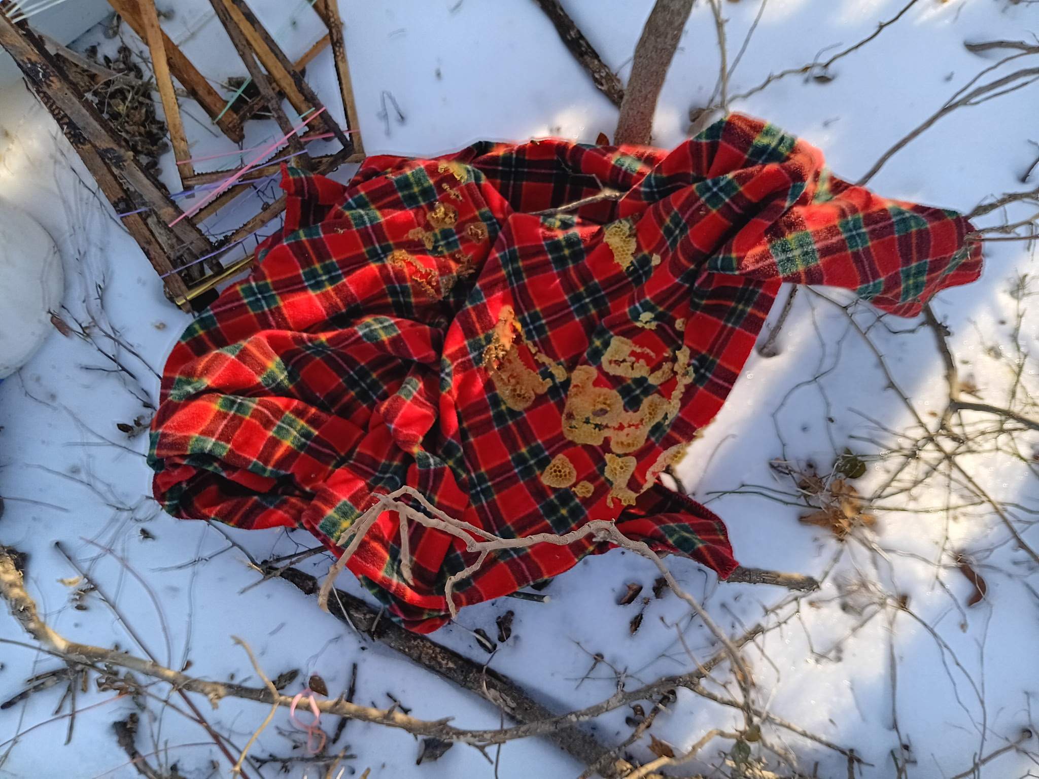 Winter Freeze Bees by Rockwall Honey Bee Company