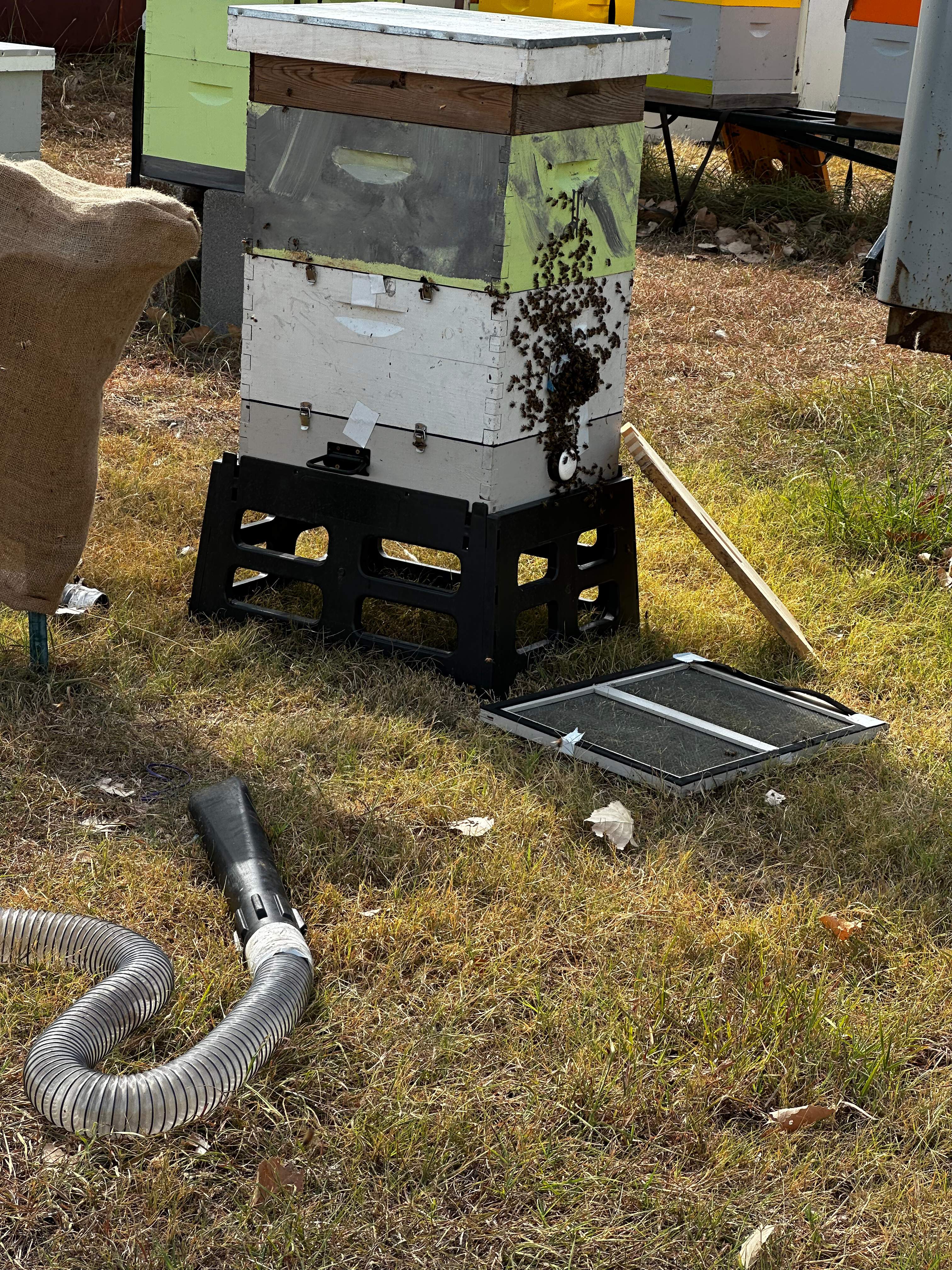 Open-Air Massive Colony by Rockwall Honey Bee Company