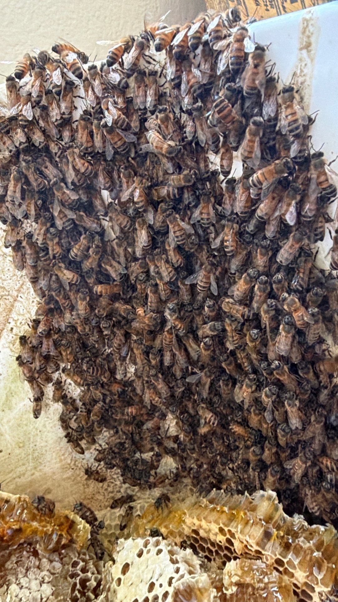 Siding & Bricks = Bees -N- Floors by Rockwall Honey Bee Company