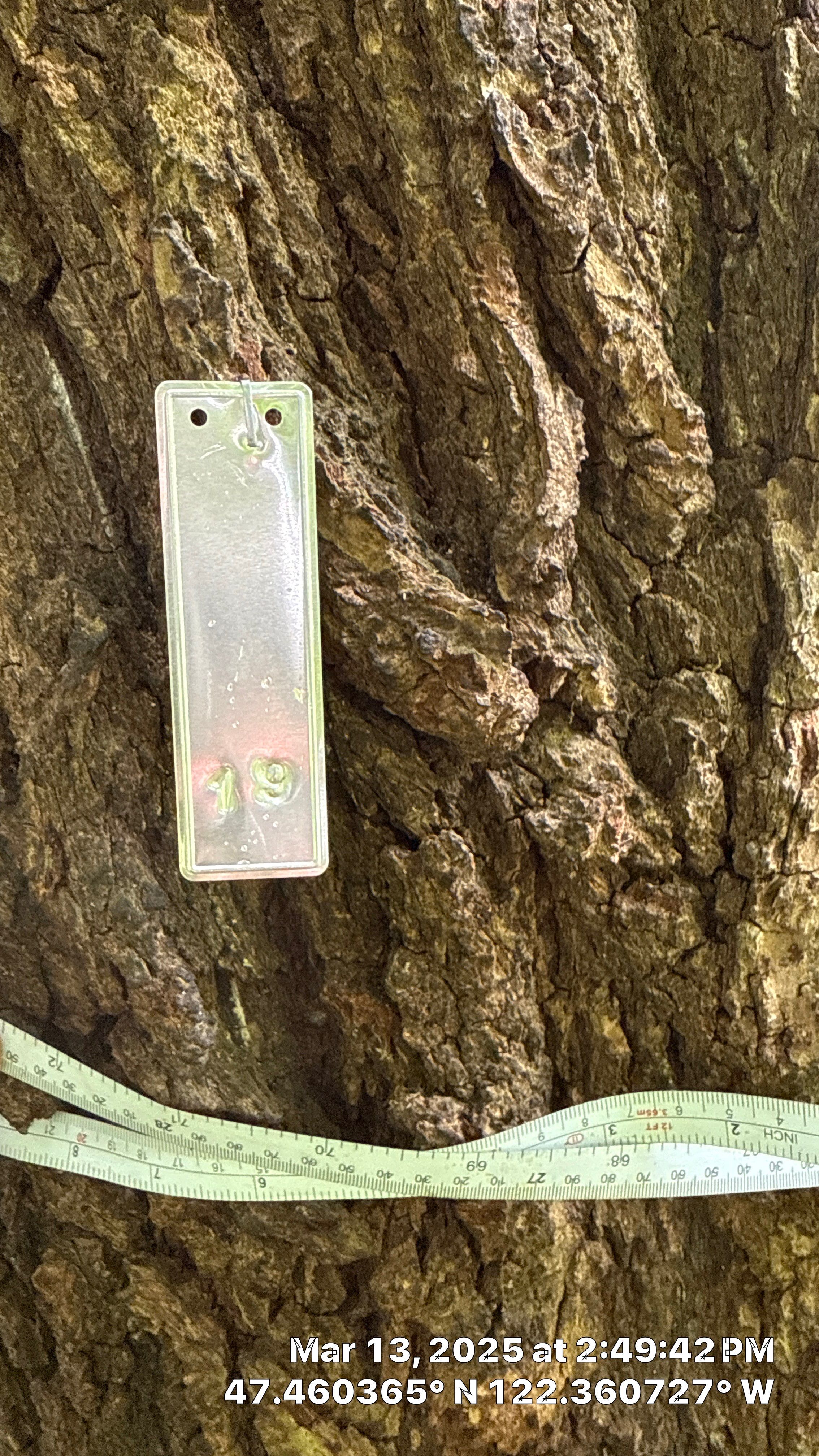 π Arborist Reporting & Tree Surveying β Code Compliance Project by Sound Tree Care LLC