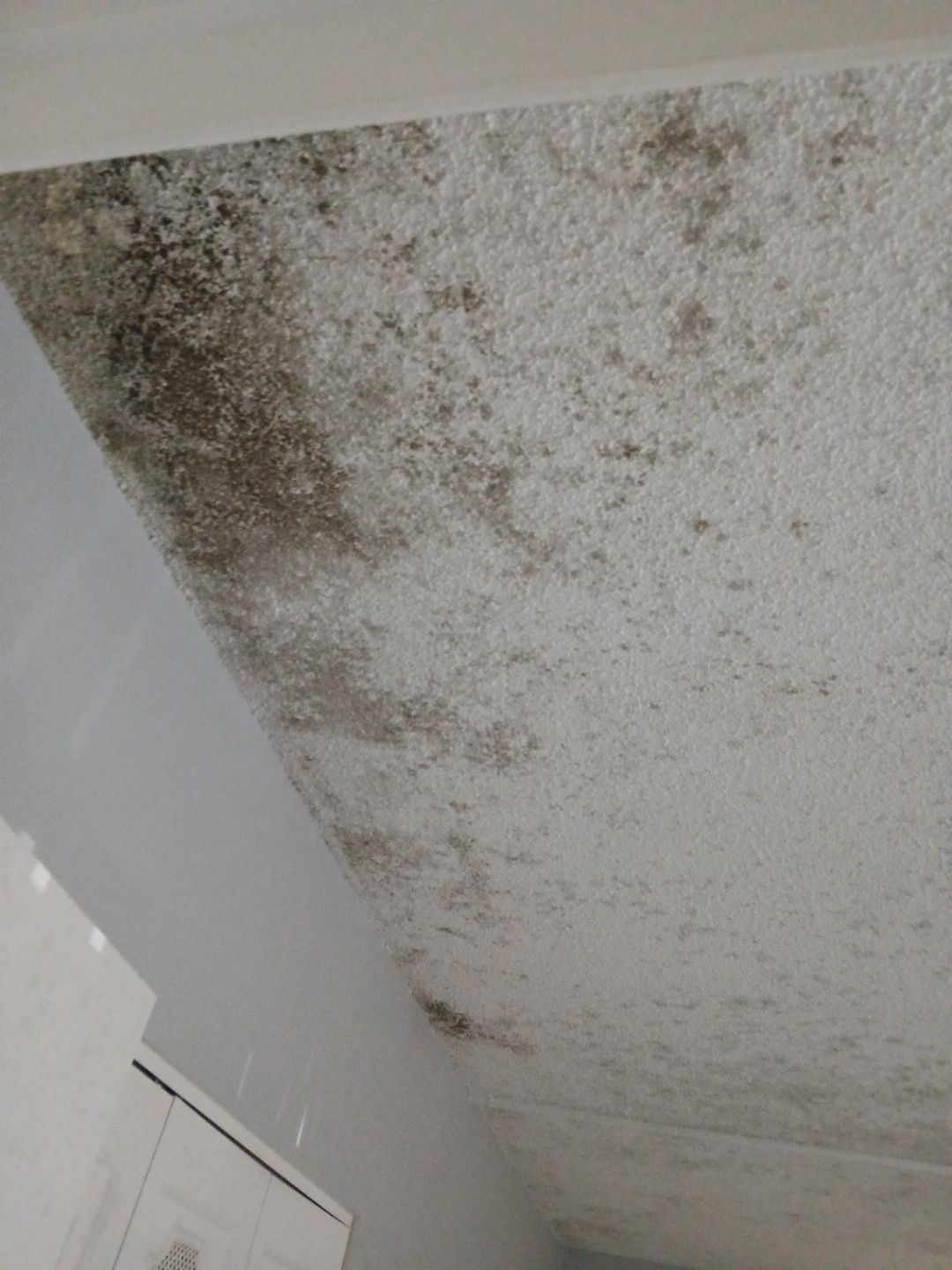 Mold Remediation and Moisture Detection Services in West Palm Beach by SuperClean