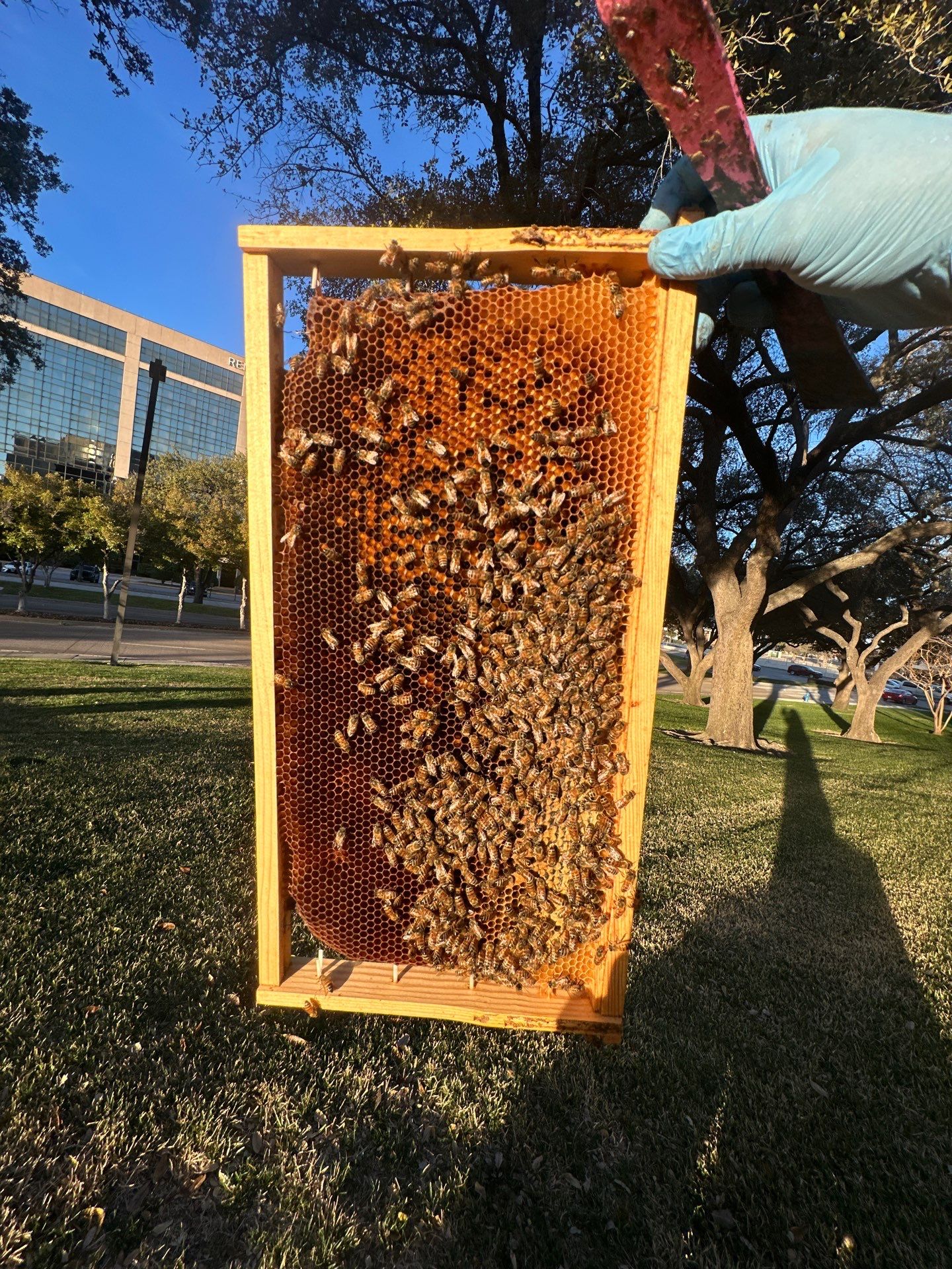 Addison by Rockwall Honey Bee Company