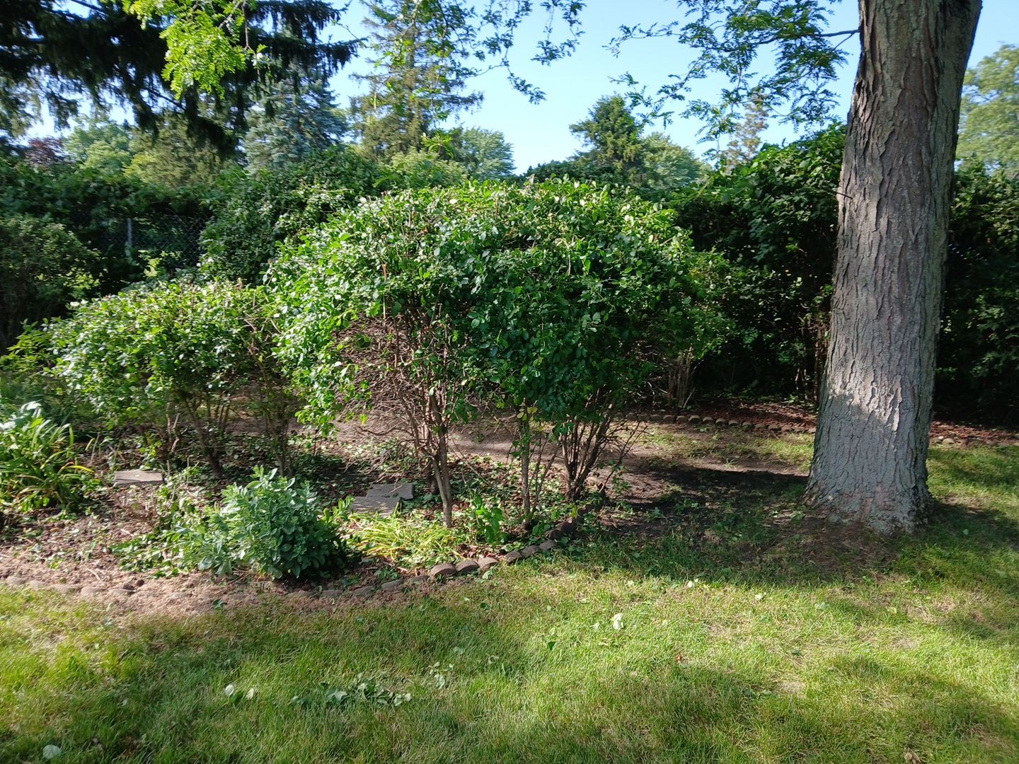 Andrew L. - Arlington Heights, IL by A&N