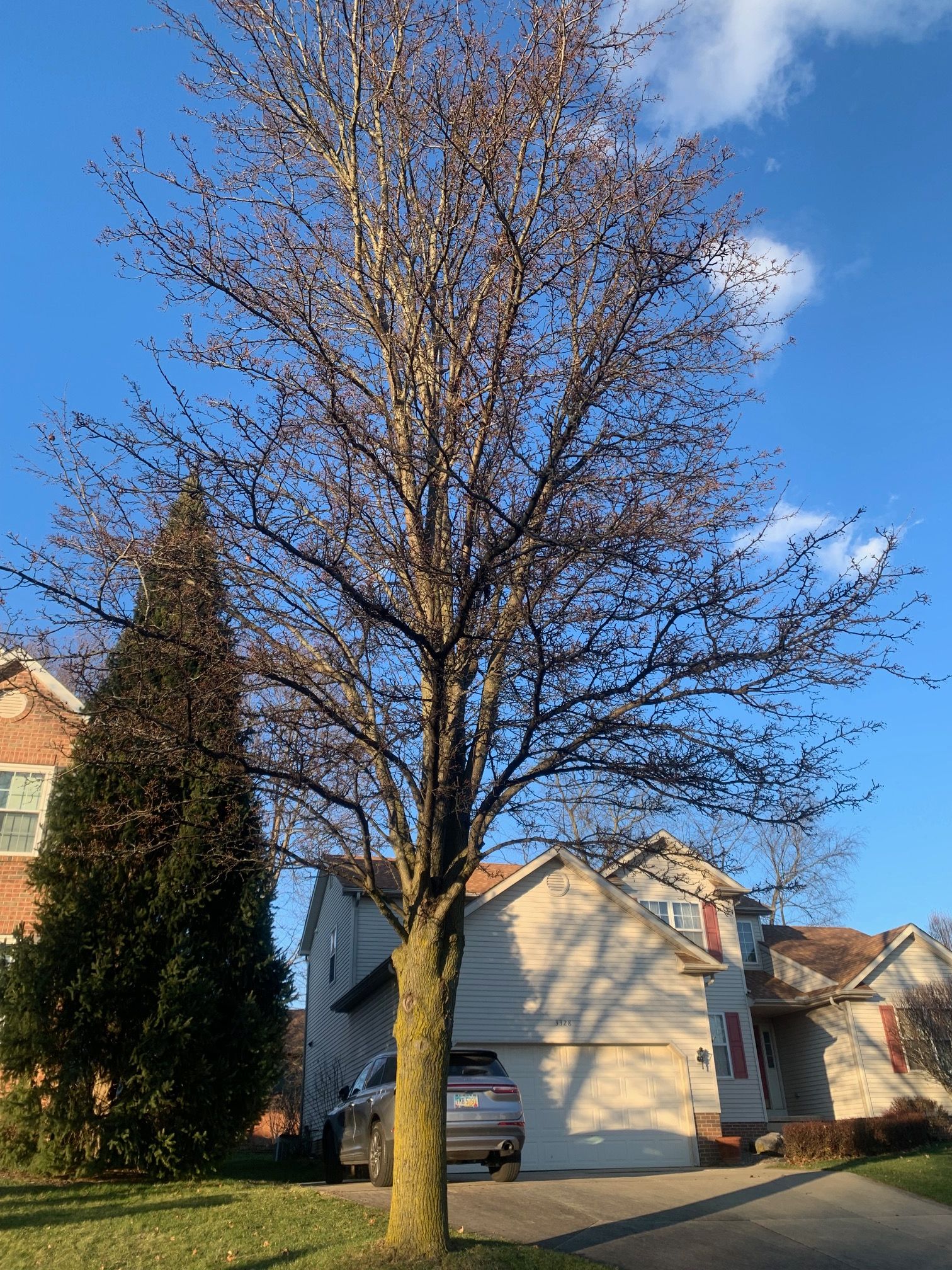 Tree Removal using Tree Removal by Mike Jones & Sons Tree Service LLC 