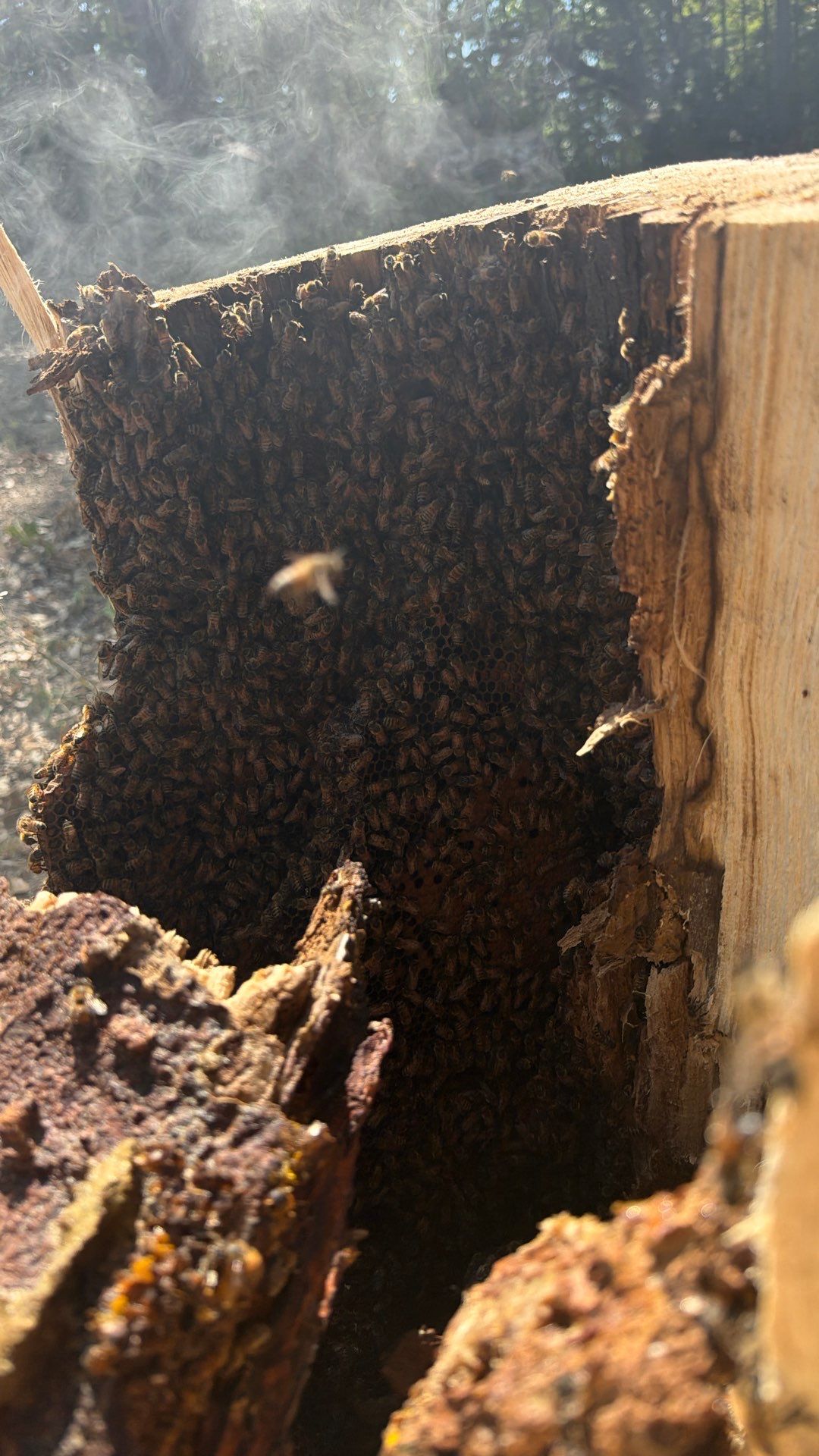 White Rock Tree by Rockwall Honey Bee Company