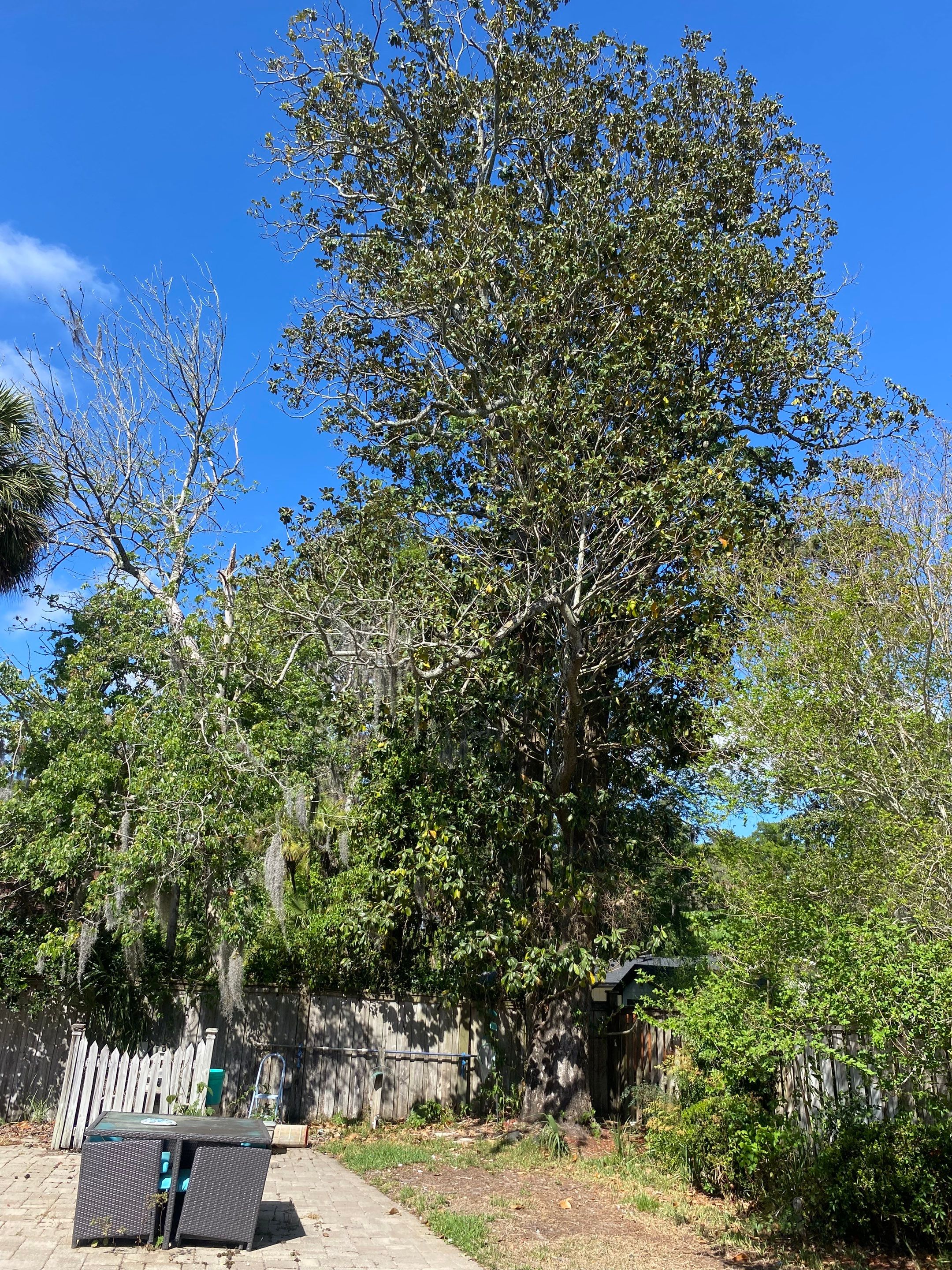 Residential | Tree Removal & Trimming by ProGreen Services