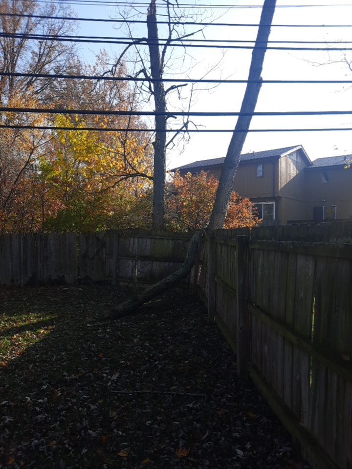 Tree Removal using Tree Removal by Mike Jones & Sons Tree Service LLC 