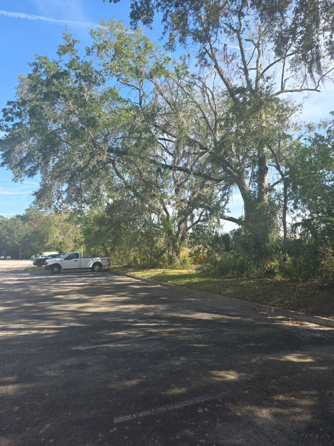 Tree & Palm Trimming | Commercial Property by ProGreen Services