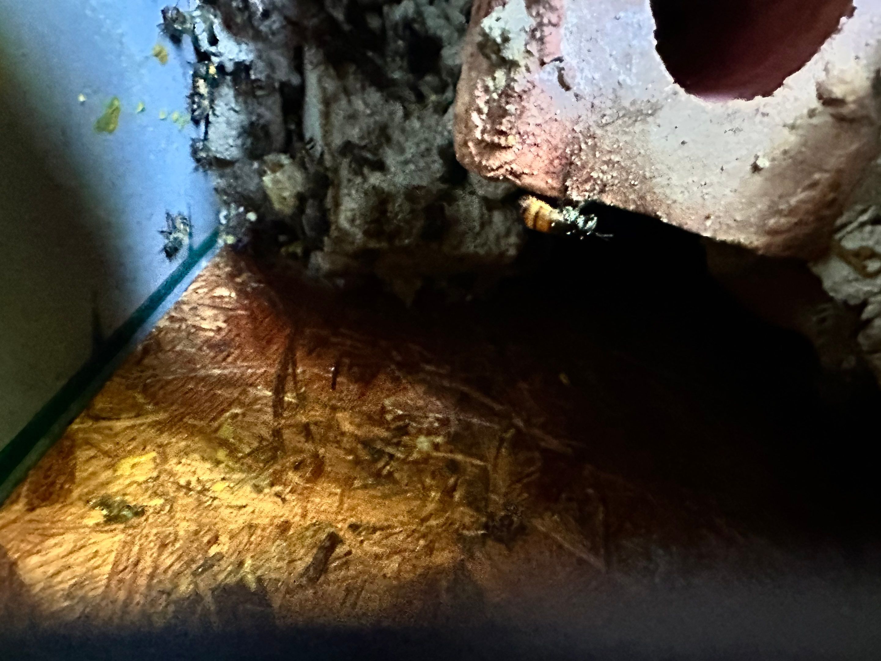 Bees Behind Bricks by Rockwall Honey Bee Company