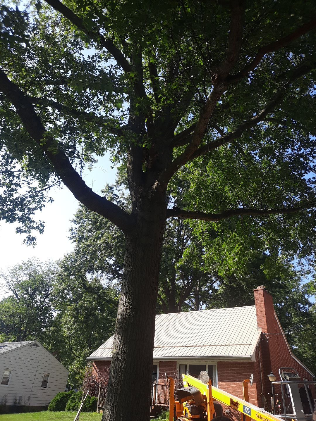 Tree Trimming using Tree Pruing by Mike Jones & Sons Tree Service LLC 