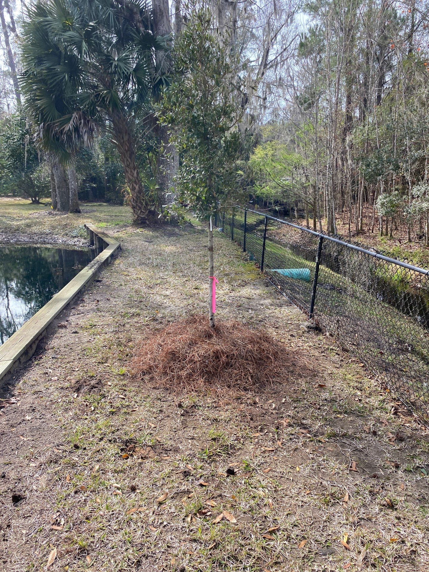 Deerwood Resident | Tree Install by ProGreen Services