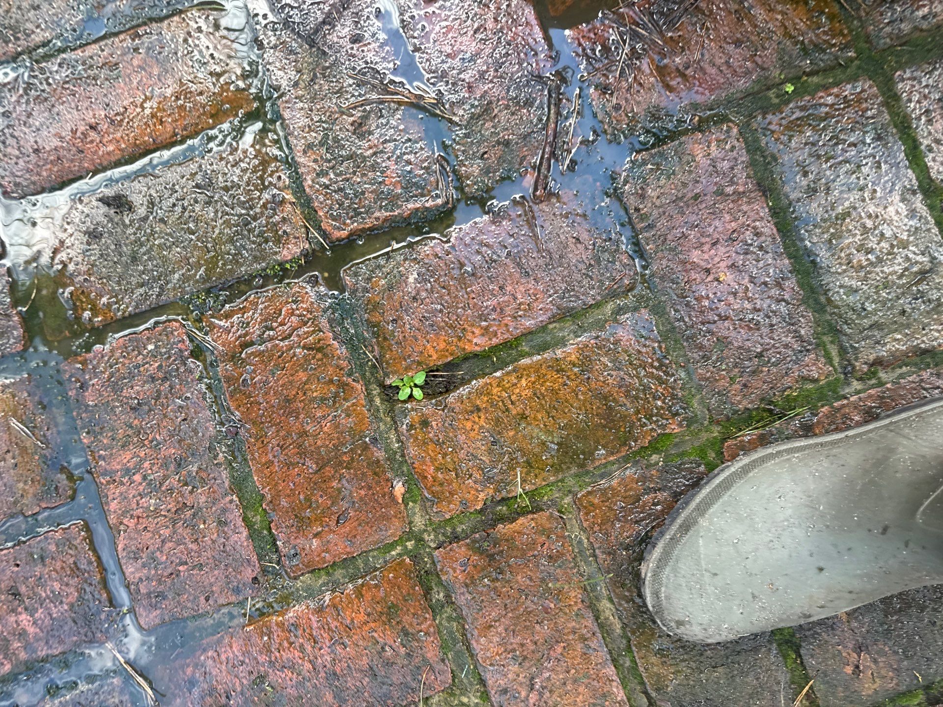 Roof - Driveway - Patio Clean using 18inch Whirlaway FSC by Ges Exterior Cleaning ltd