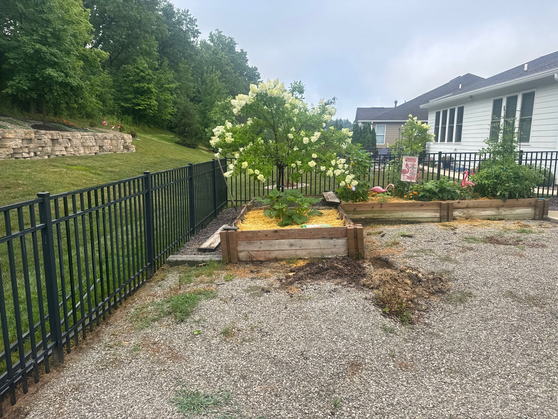 K9Grass in Westfield, IN by ForeverLawn NEIN/INDY