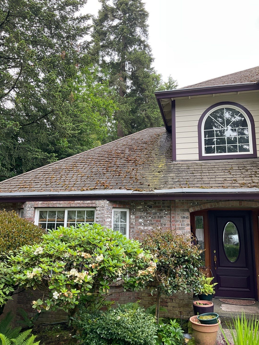 Moss Treatment using Biocide by Willamette Outdoor Wash LLC