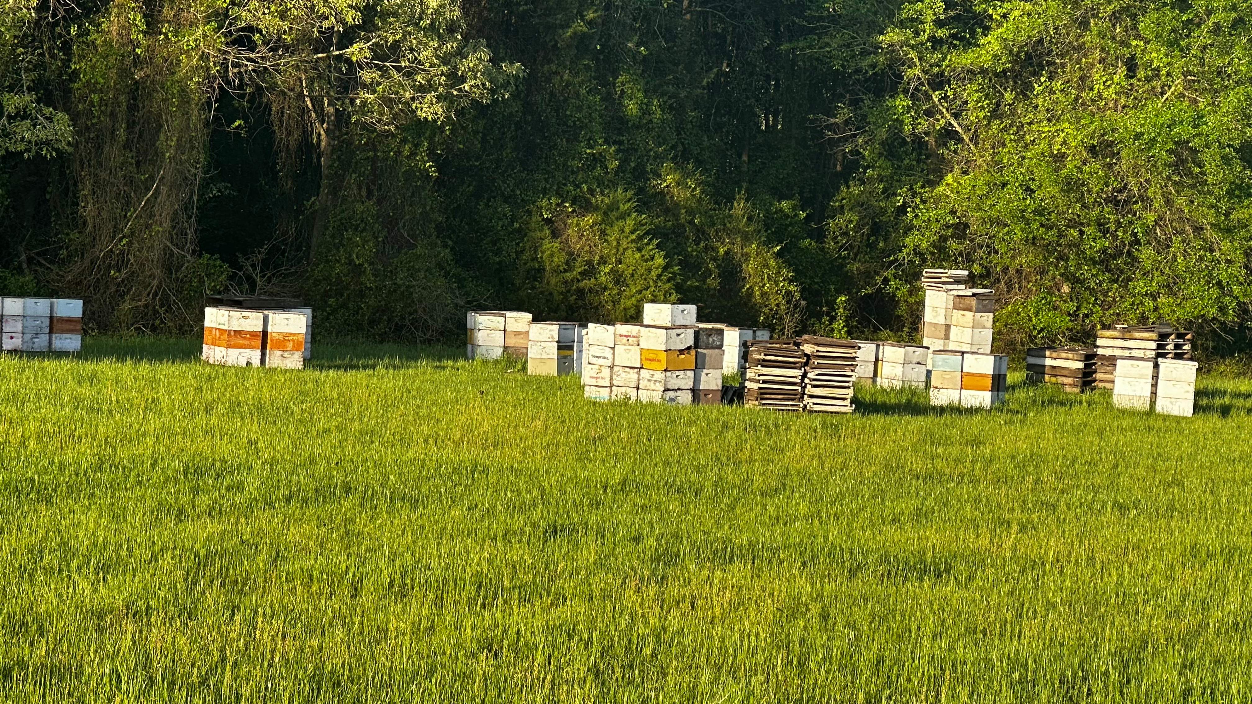 Traylor's Hay Meadow Apiary by Rockwall Honey Bee Company