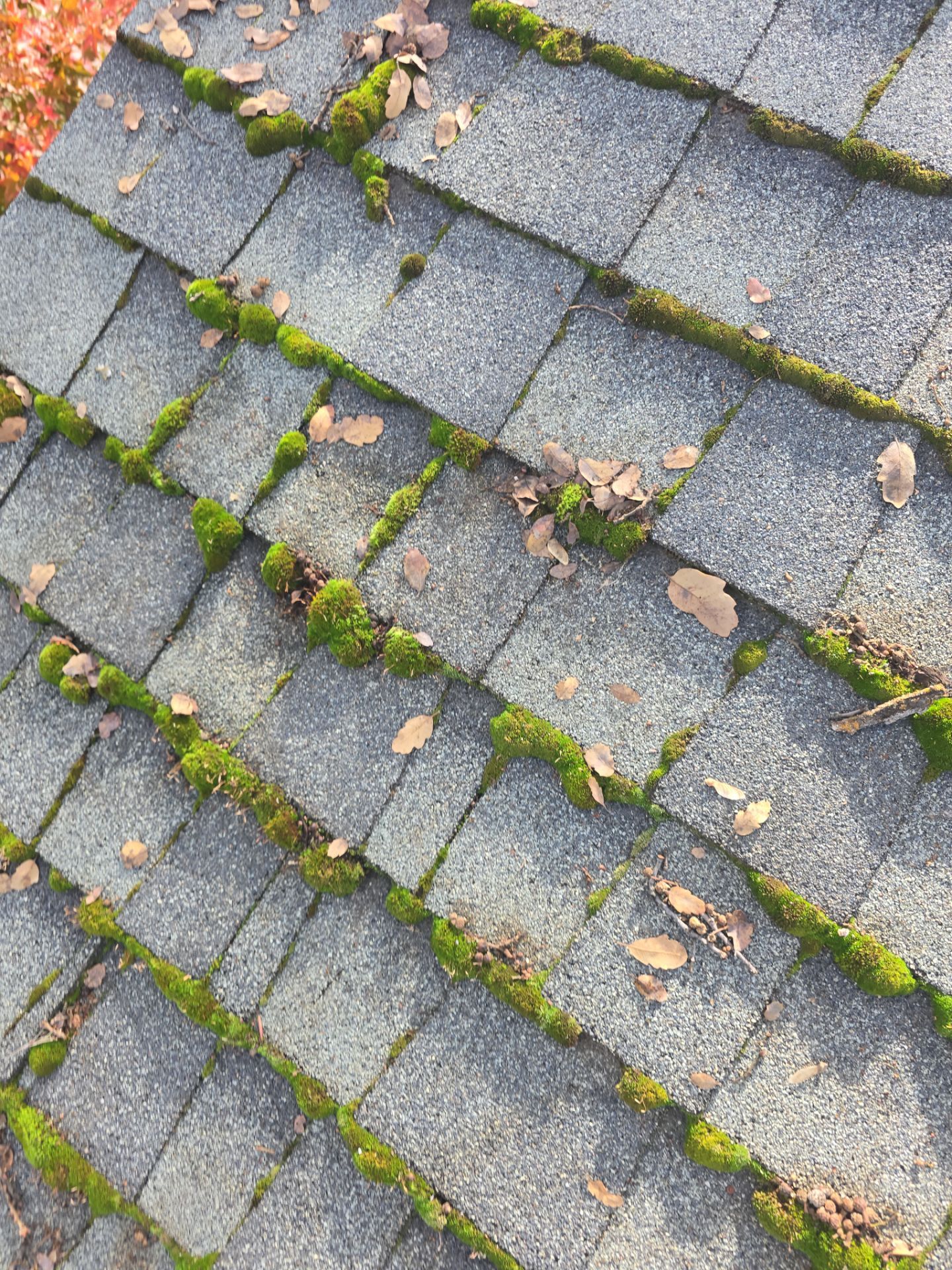 Roof Rejuvenation using Roof Maxx Treatment by Roof Maxx of Folsom