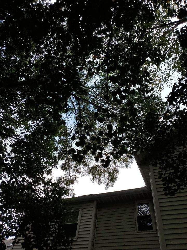 Tree Removal using Tree Removal by Mike Jones & Sons Tree Service LLC 