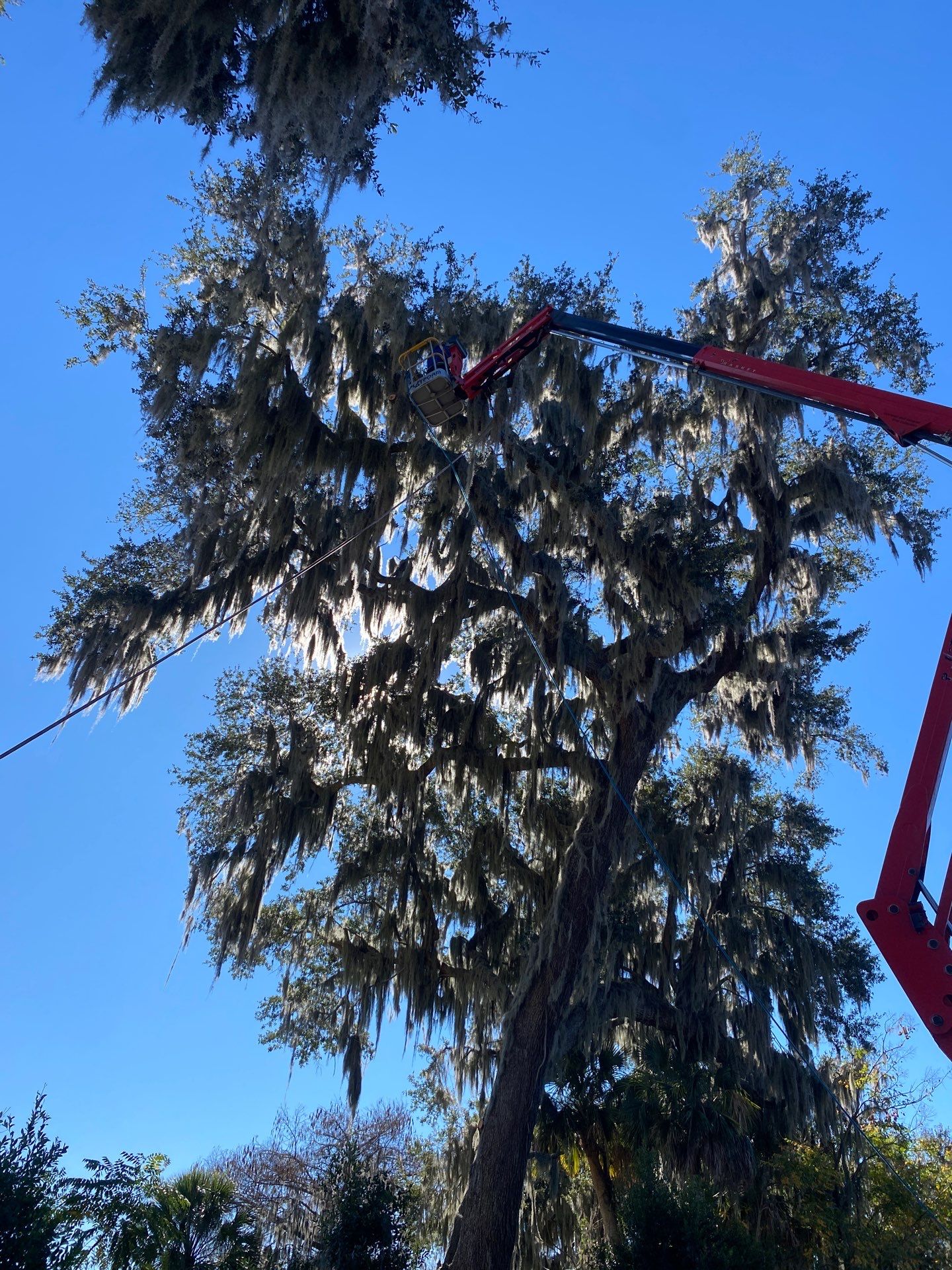 Residential | Tree Service by ProGreen Services