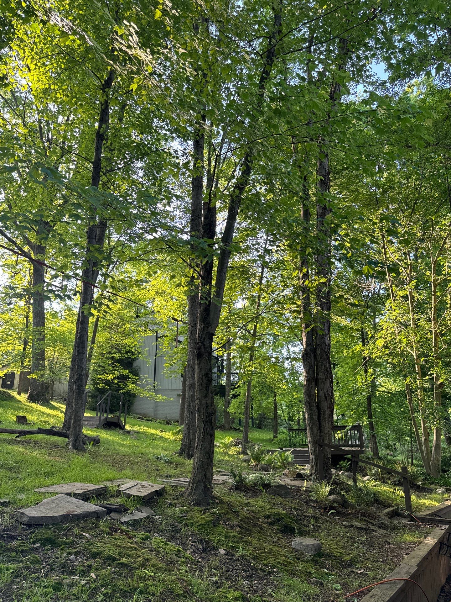 Tree Trimming using Tree Pruing by Mike Jones & Sons Tree Service LLC 