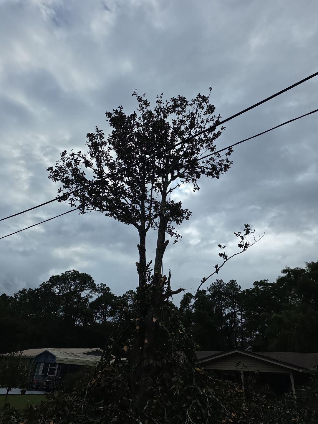 Tree Removal & Sod Install | Residential by ProGreen Services