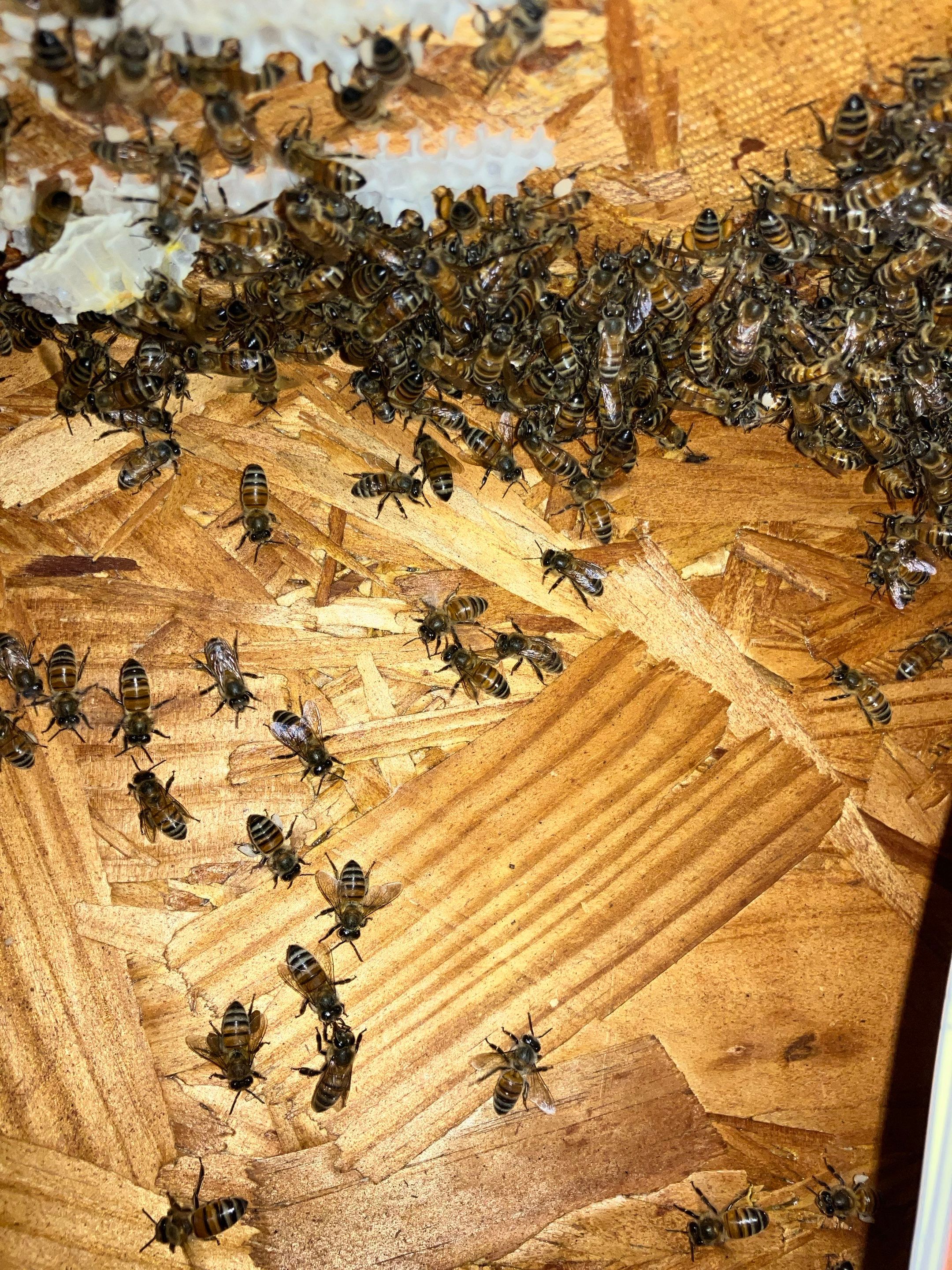 Judge Judy by Rockwall Honey Bee Company