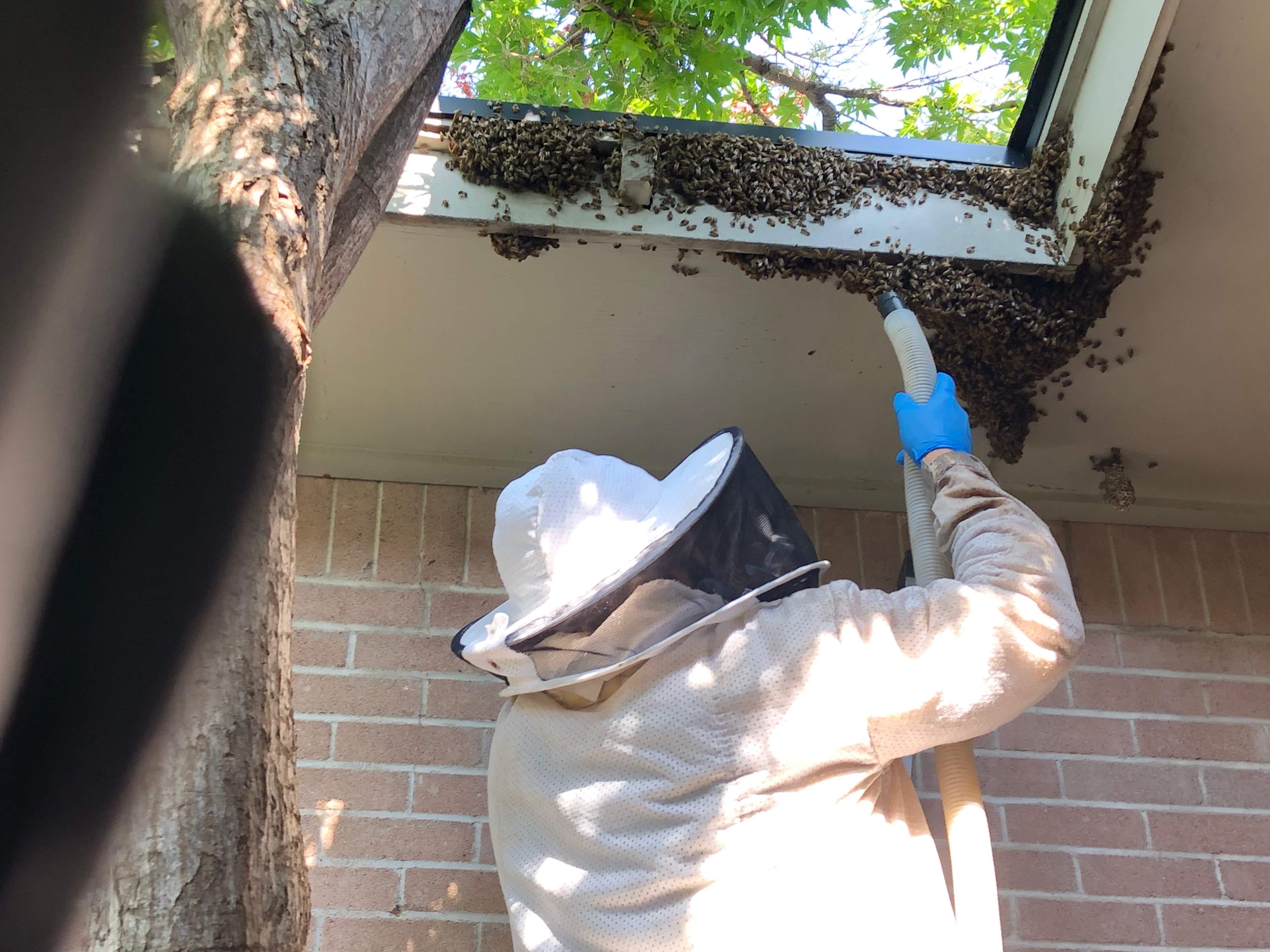 Bearding Bees by Rockwall Honey Bee Company