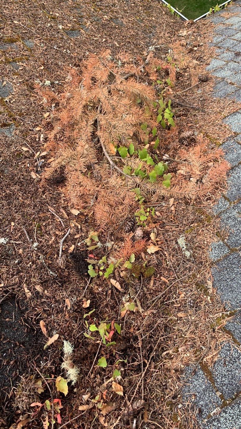 Softwashed in many Years back, and organic regrowth significant by DawnSky LLC