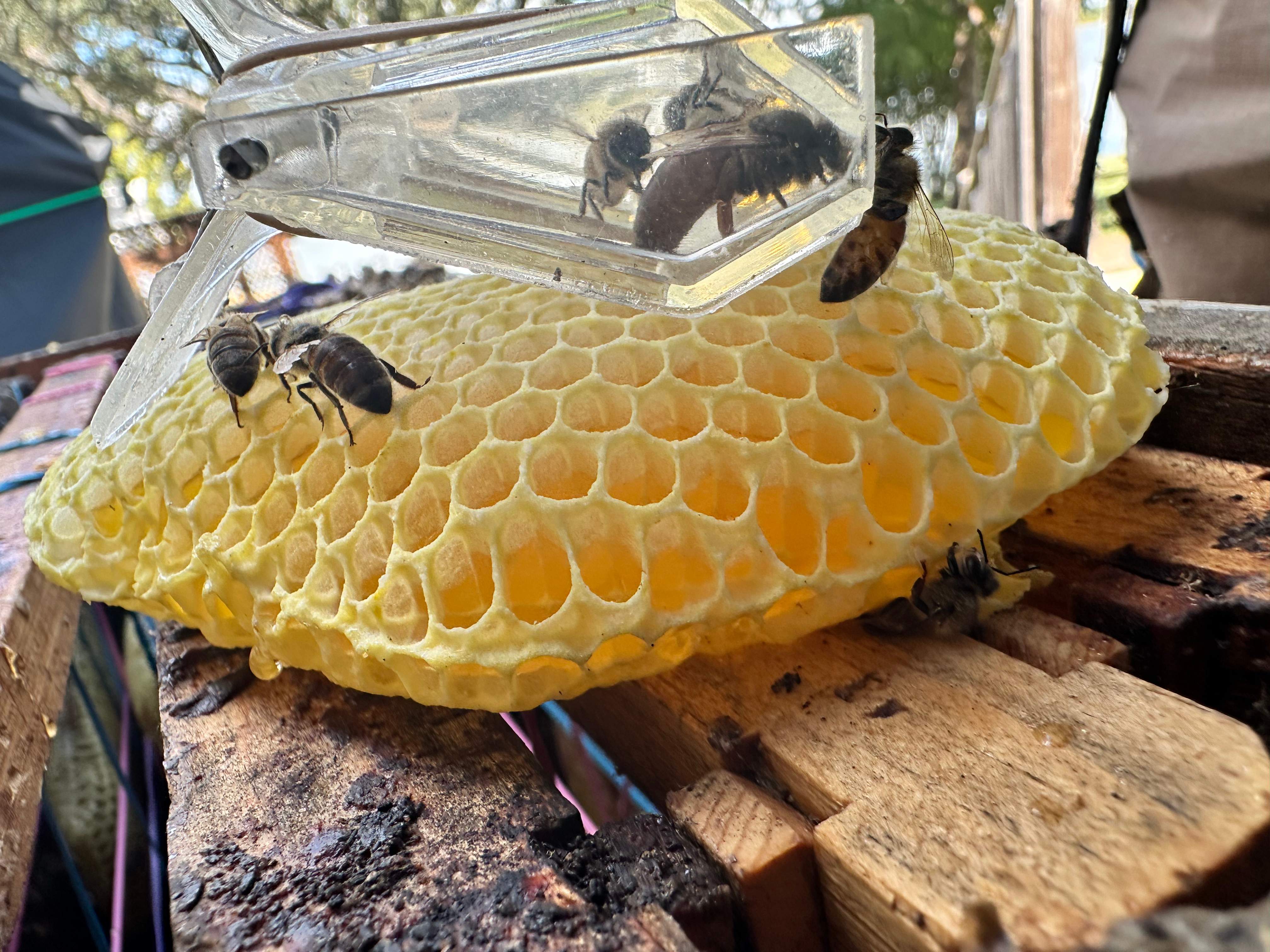 Caged Queen by Rockwall Honey Bee Company