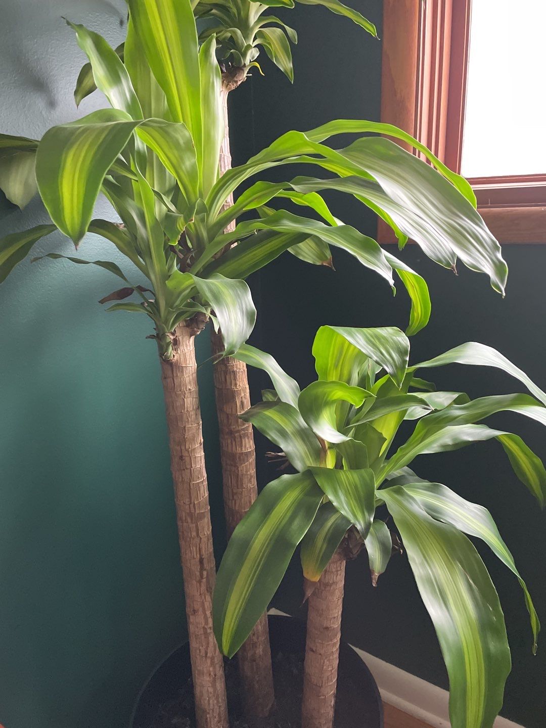 Apartment using sticks by CompanyCam