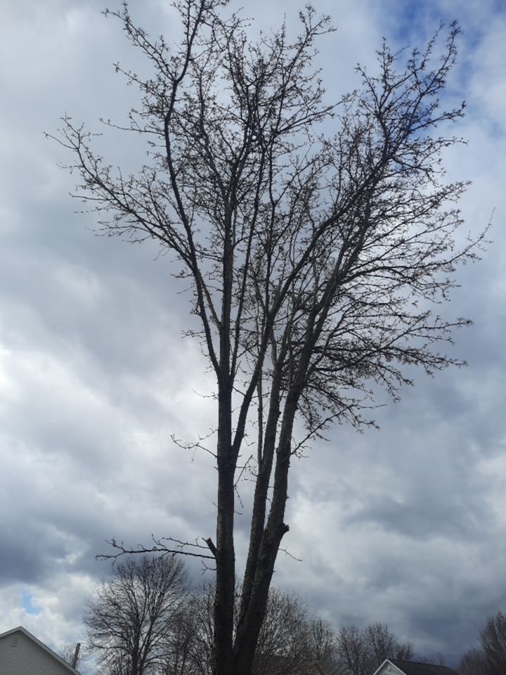 Tree Removal using Tree Removal by Mike Jones & Sons Tree Service LLC 