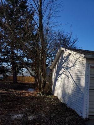 Tree Removal using Tree Removal