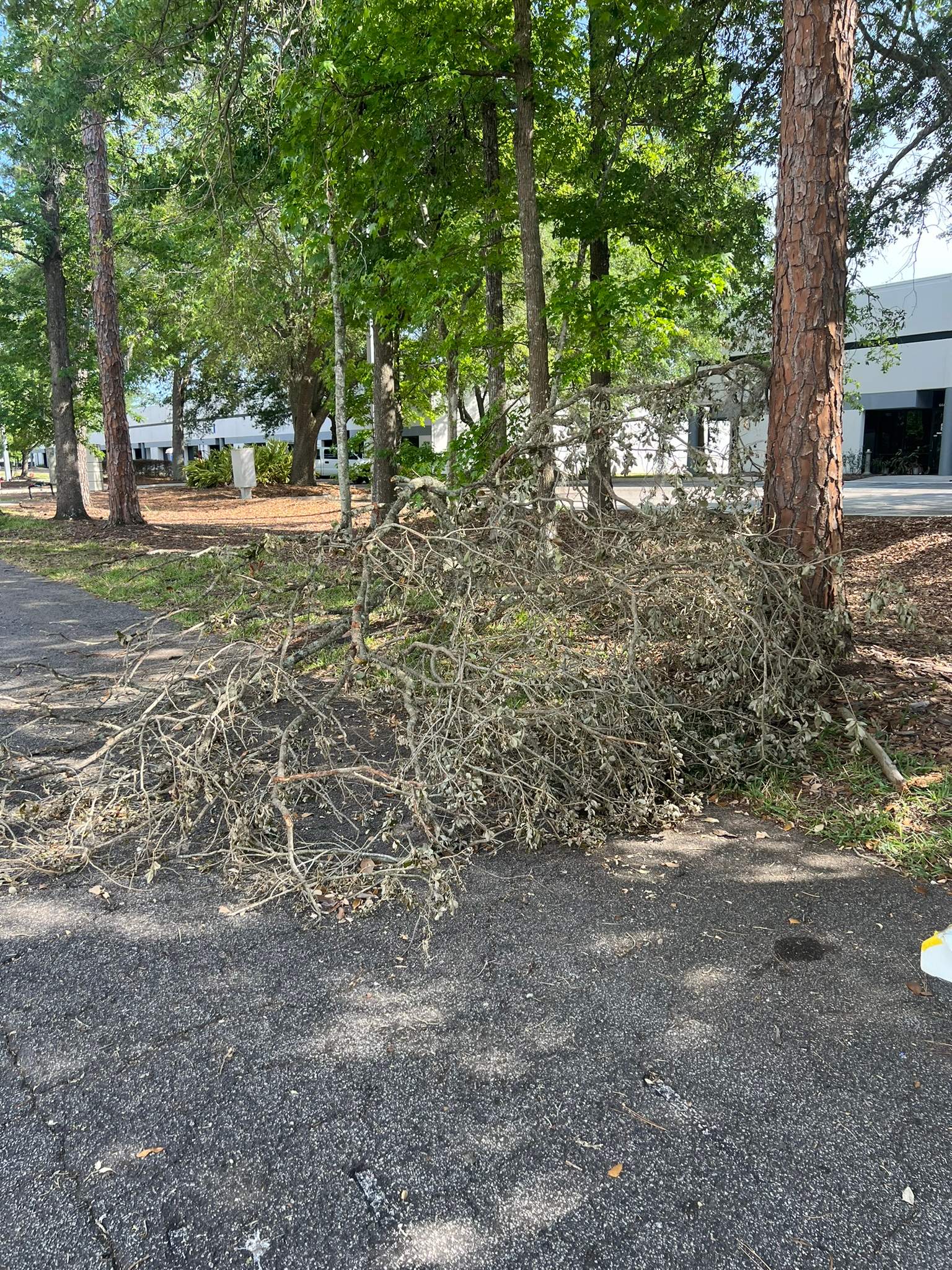 Tree Work | Center Point Business Complex by ProGreen Services