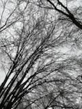 Tree Removal using Tree Removal by Mike Jones & Sons Tree Service LLC 