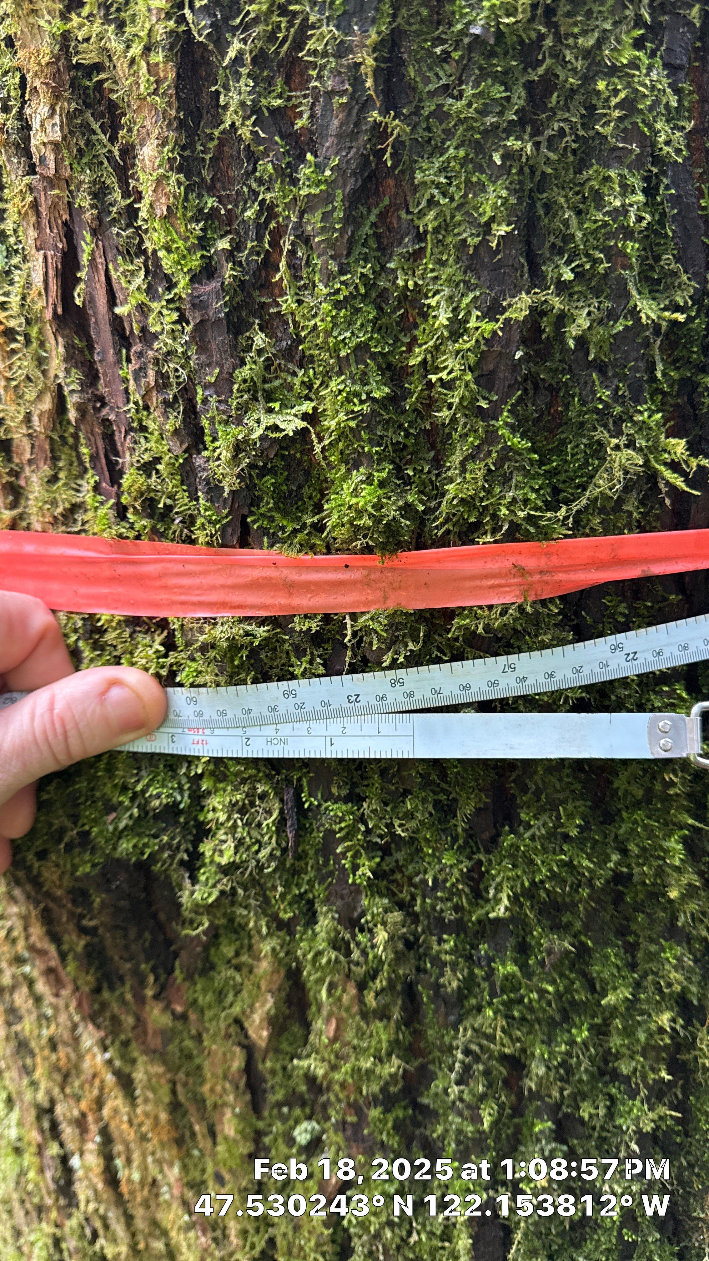 🌲 Newcastle HOA Arborist Report by Sound Tree Care LLC
