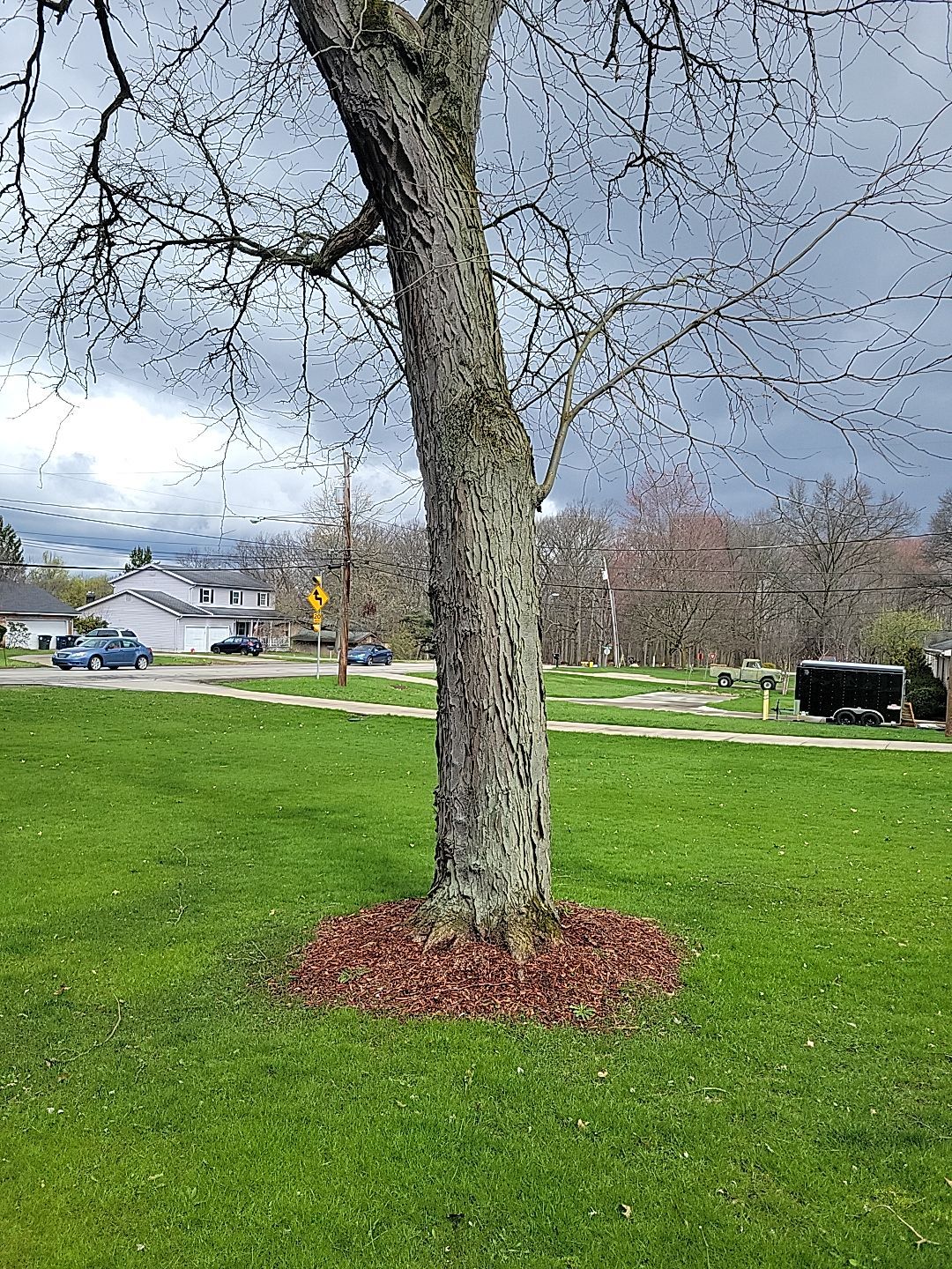 Tree Trimming using Tree Pruing by Mike Jones & Sons Tree Service LLC 