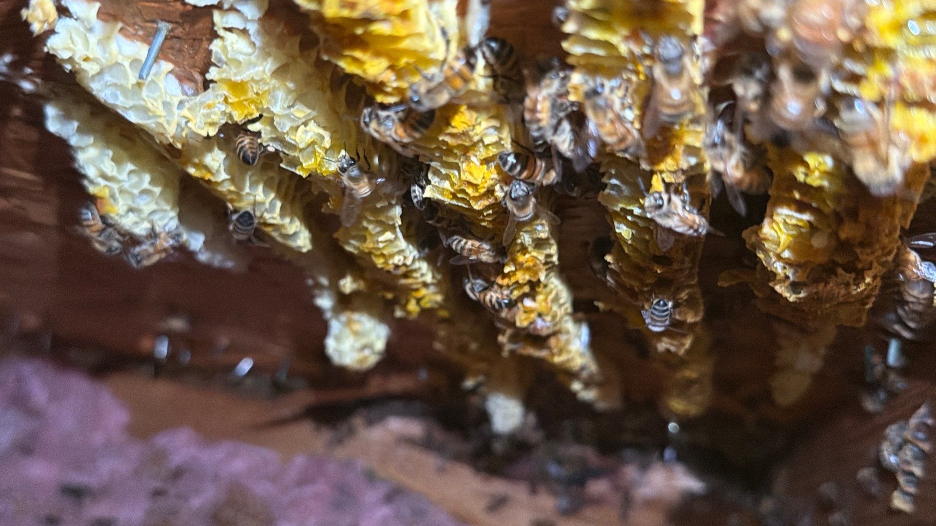 Kitchen ceiling bees by Rockwall Honey Bee Company