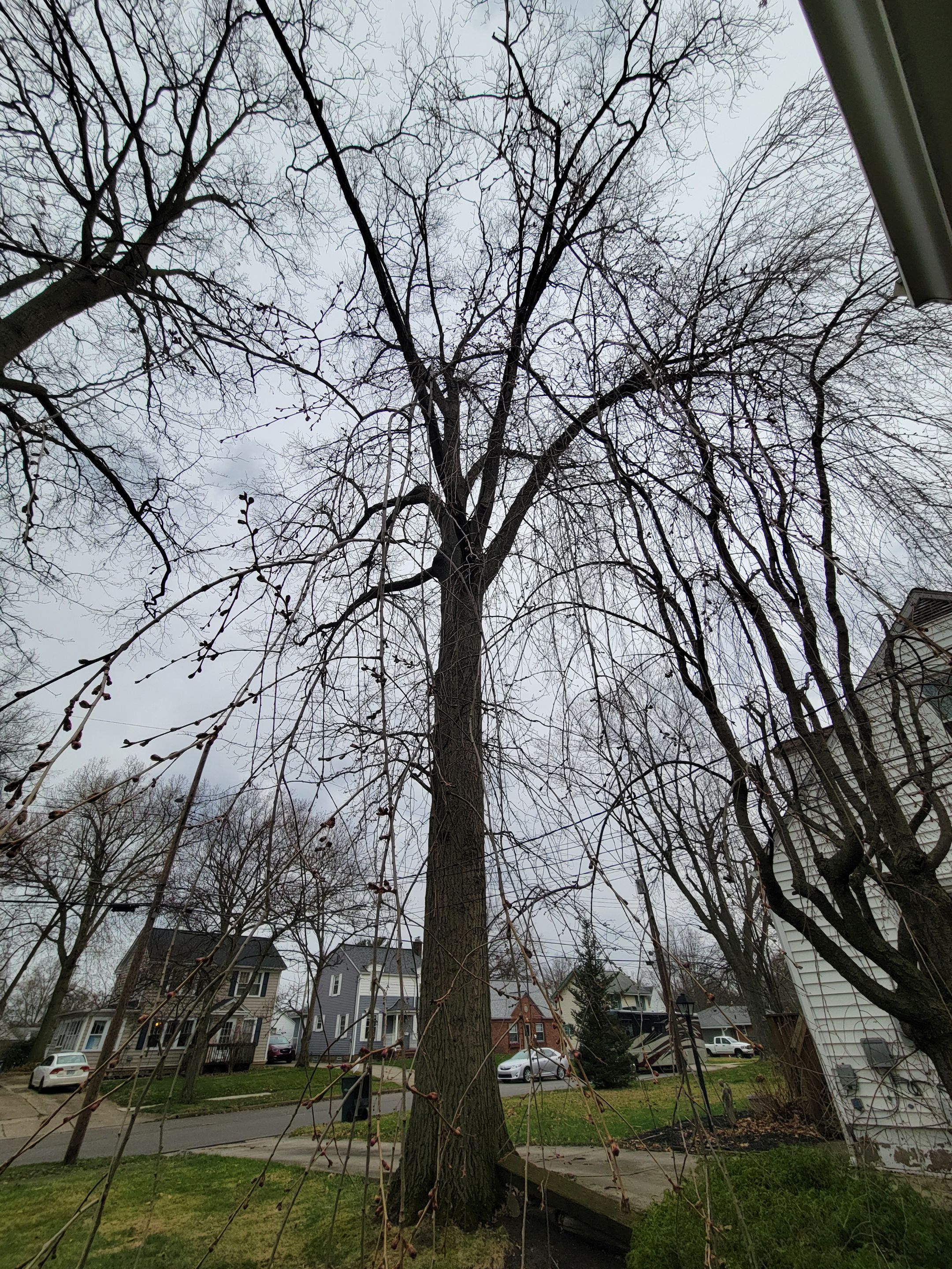 Tree Trimming using Tree Pruing by Mike Jones & Sons Tree Service LLC 