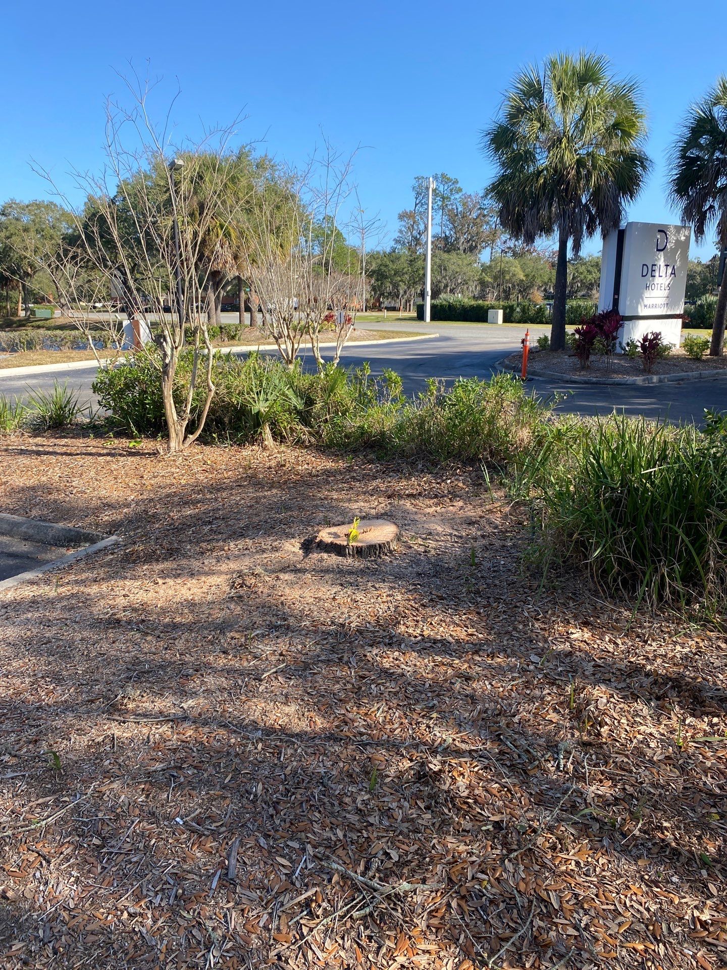 Marriott Hotel | Tree Trimming & Removal by ProGreen Services