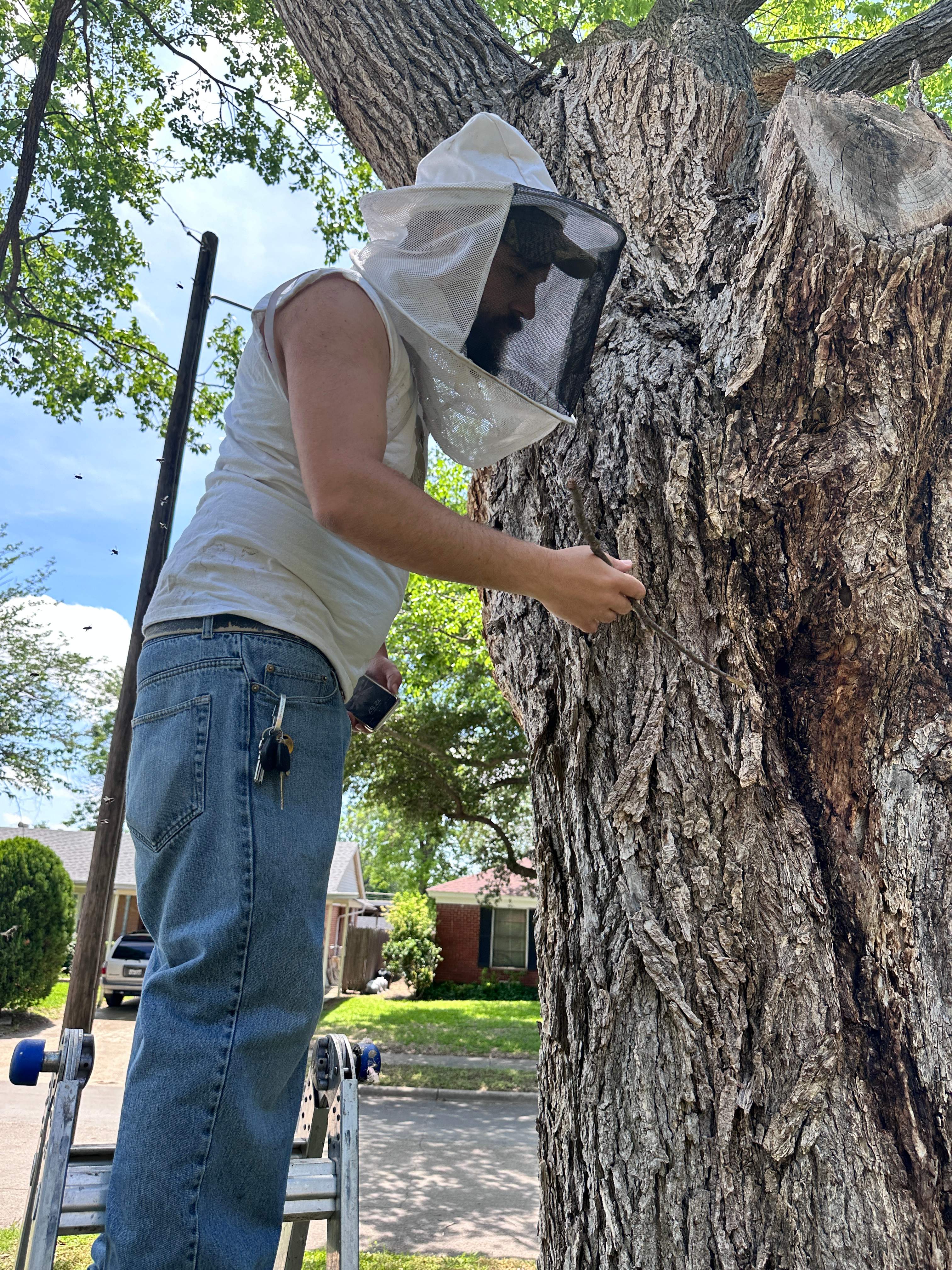Tree Bees by Rockwall Honey Bee Company