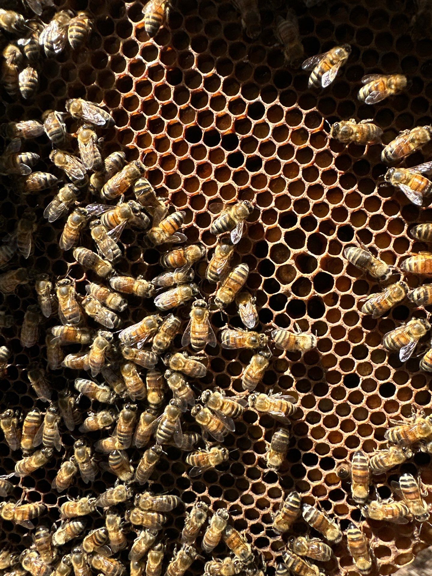Urban Building Bees by Rockwall Honey Bee Company