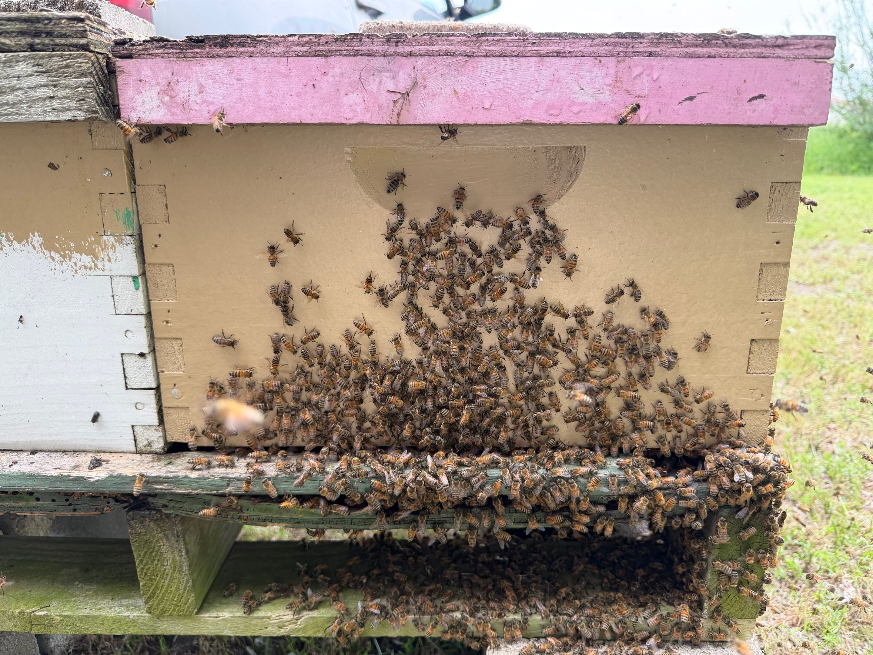Sunnyvale’s Happiest Apiary by Rockwall Honey Bee Company