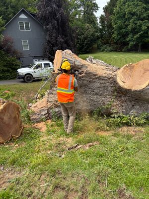 Strom Tree Removal Project in Asheville