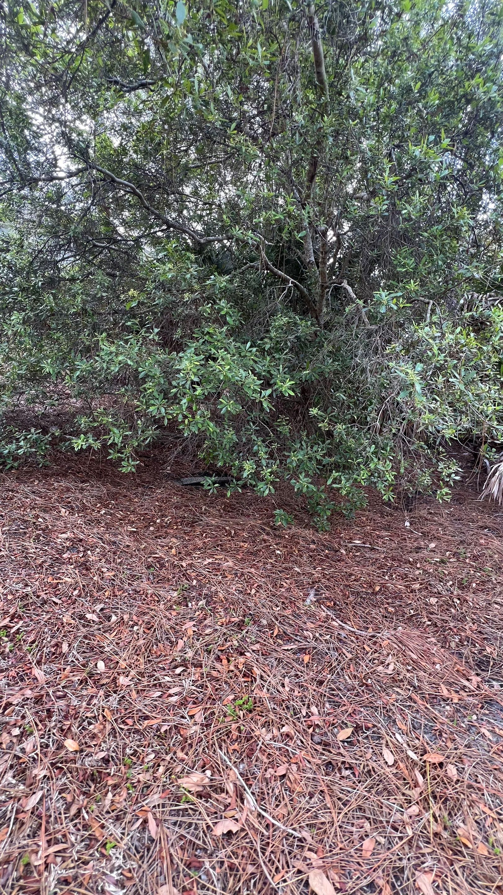 Estero Community Stormwater System Maintenance by APS Power & Water