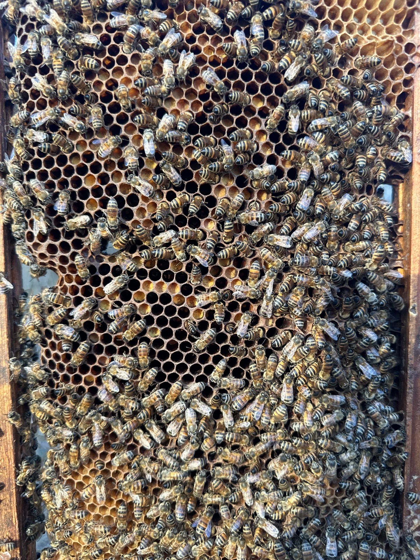 Rockwall County Ag. Exemption by Rockwall Honey Bee Company