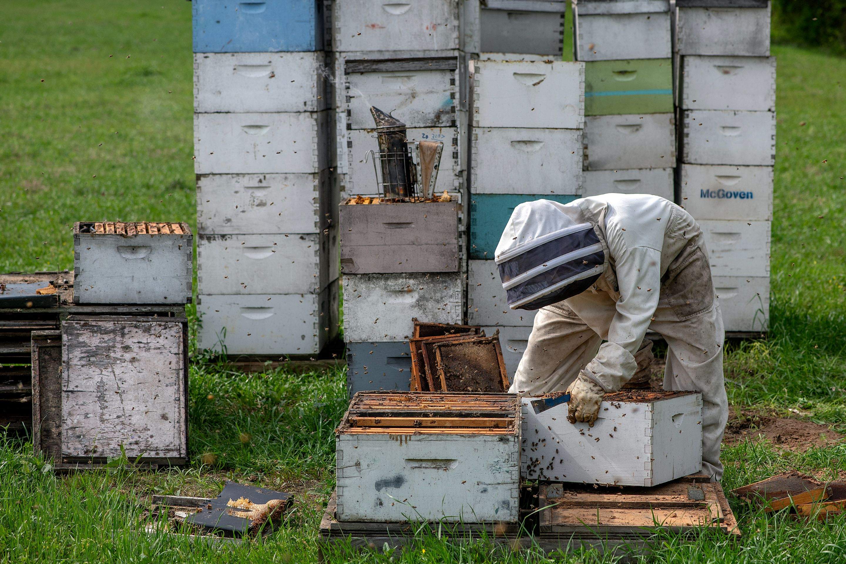 Splits in East Texas by Rockwall Honey Bee Company