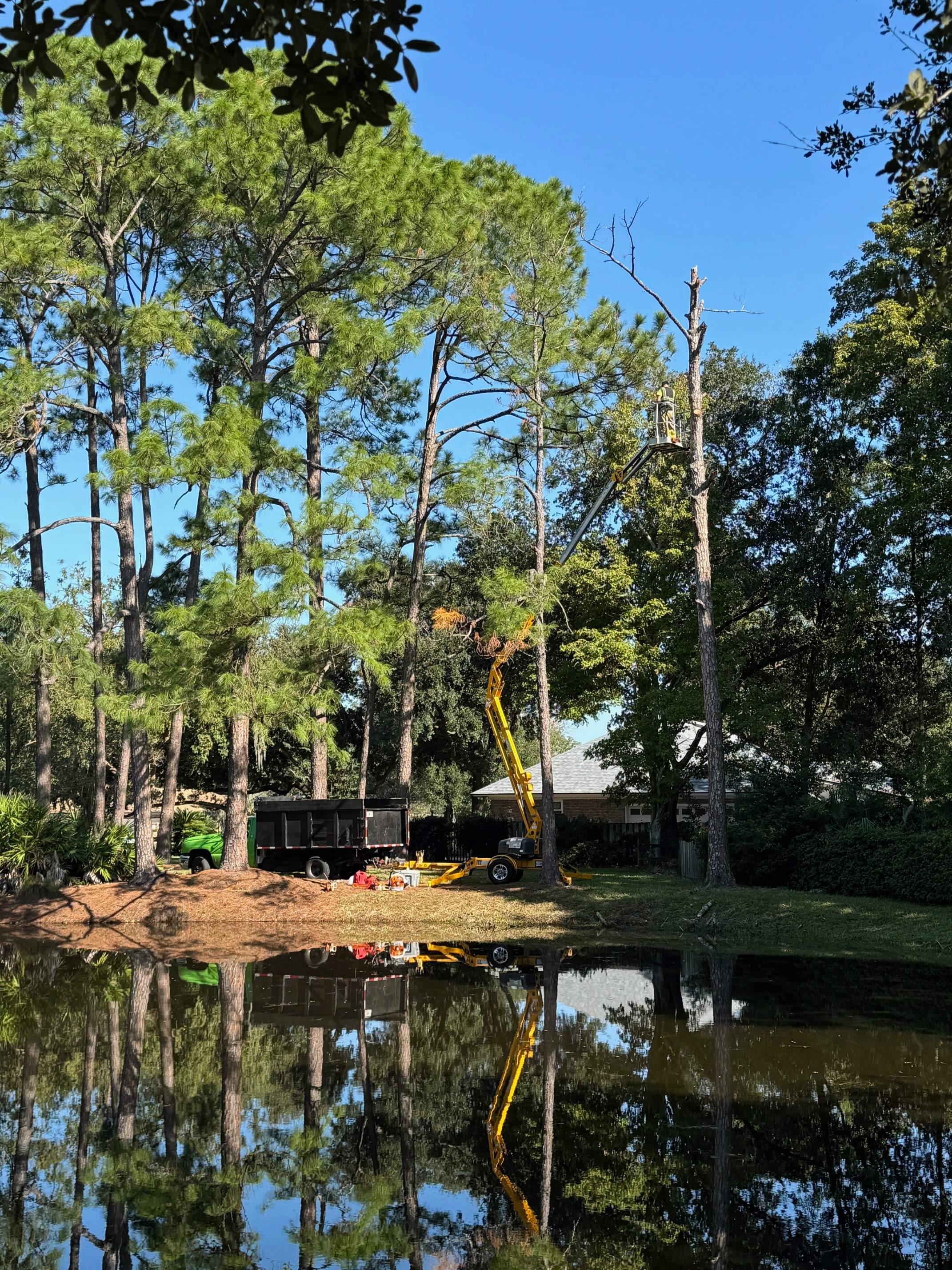 Deerwood Community | Dead Pine Removal by ProGreen Services