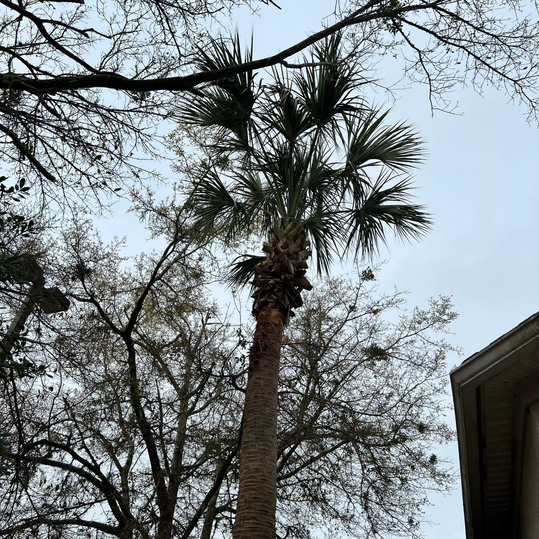 Tree Work | Great Expressions Dental by ProGreen Services